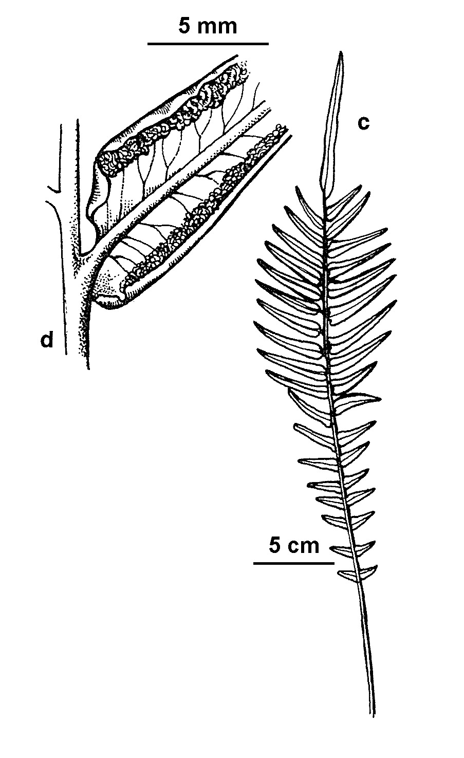 Pteris vittata (hero image)