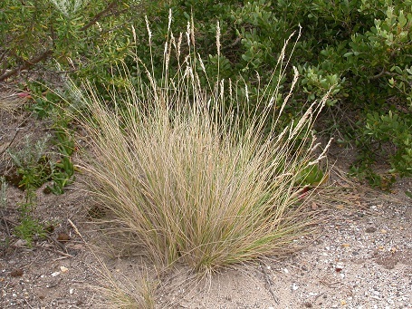 Poa halmaturina (hero image)