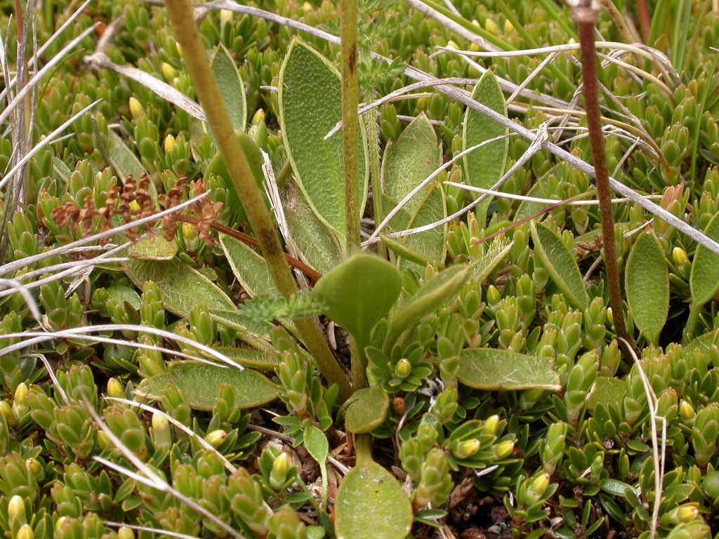 Ranunculus muelleri (hero image)