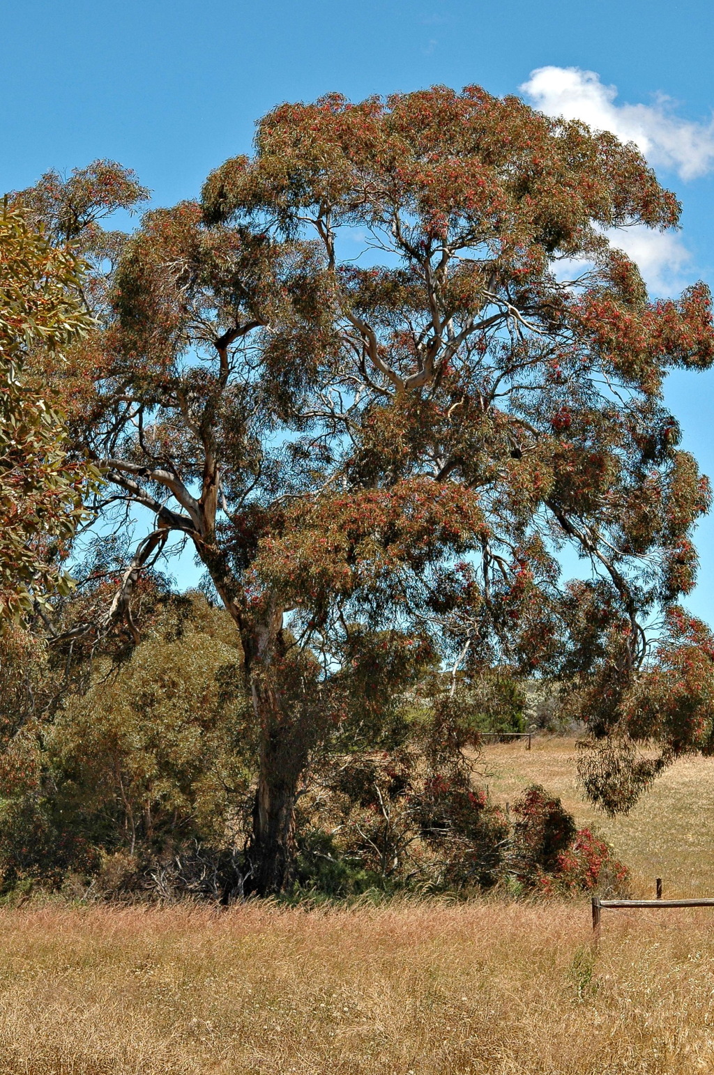 Eucalyptus leucoxylon subsp. leucoxylon (hero image)