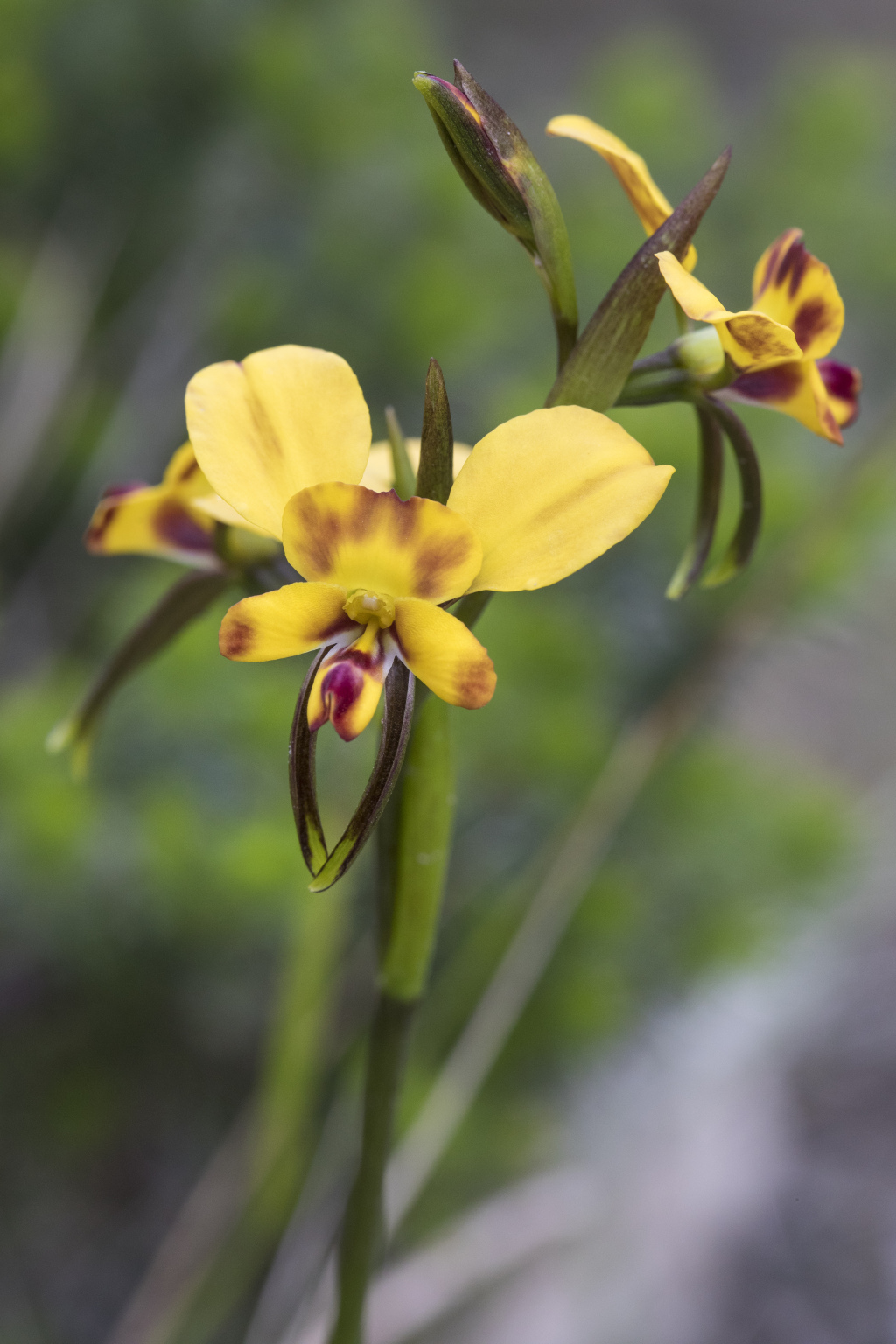 Diuris orientis (hero image)