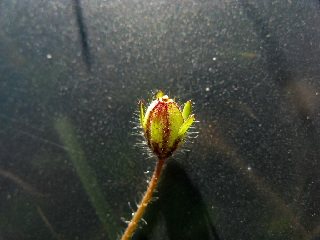 Goodenia pusilliflora (hero image)