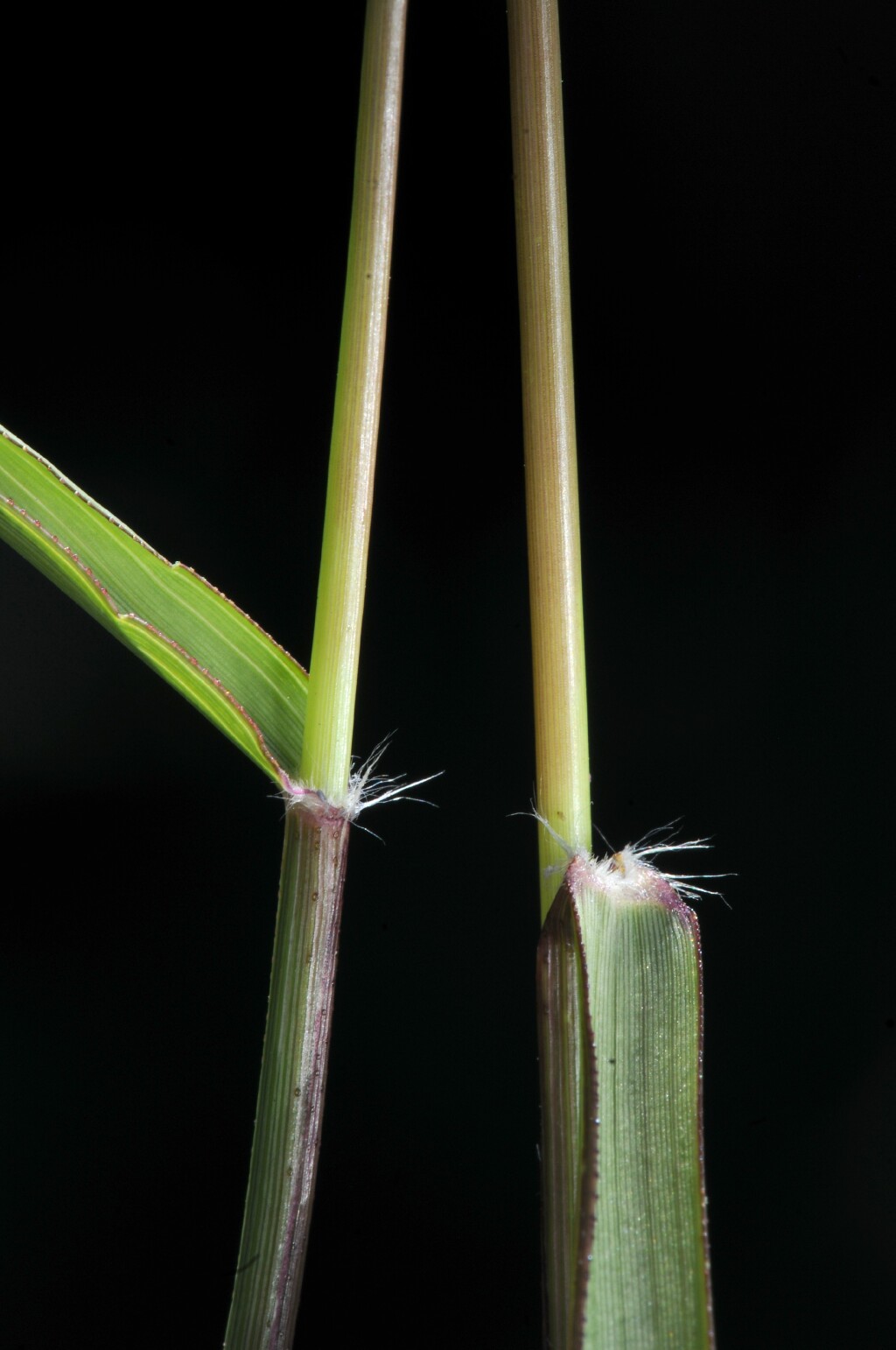 Eragrostis cilianensis (hero image)