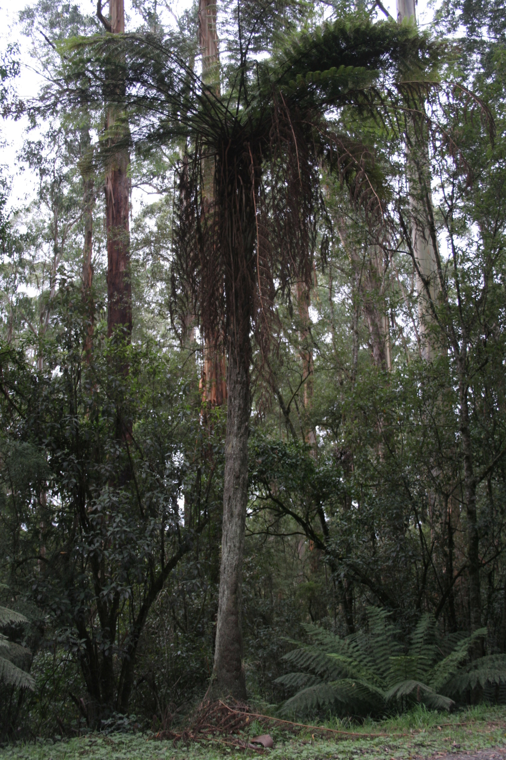 Cyathea ×marcescens (hero image)