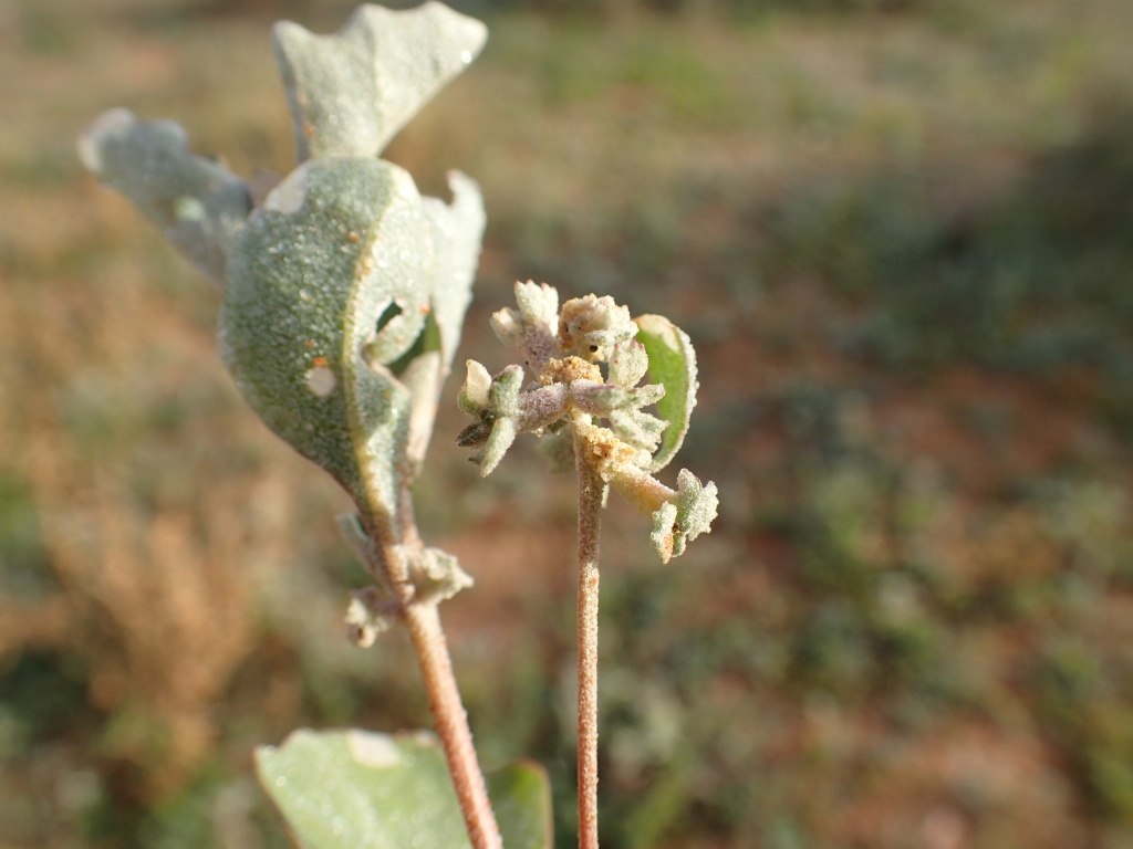 Atriplex limbata (hero image)