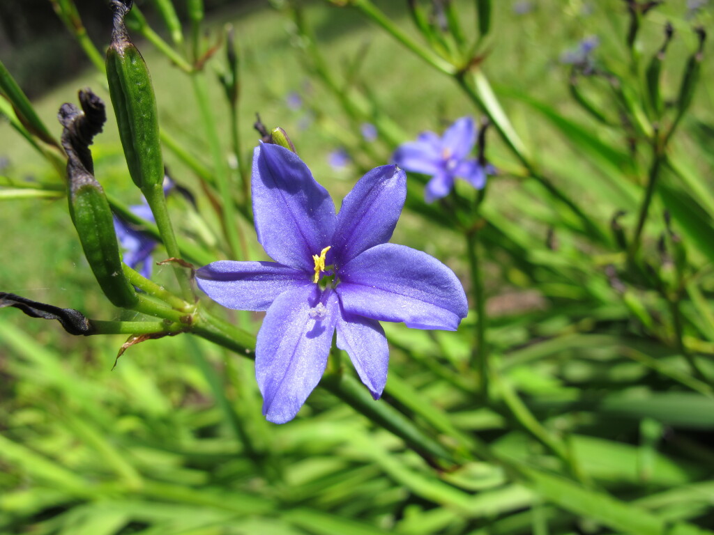 Iridaceae (hero image)