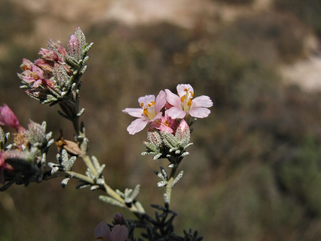 Frankenia foliosa (hero image)