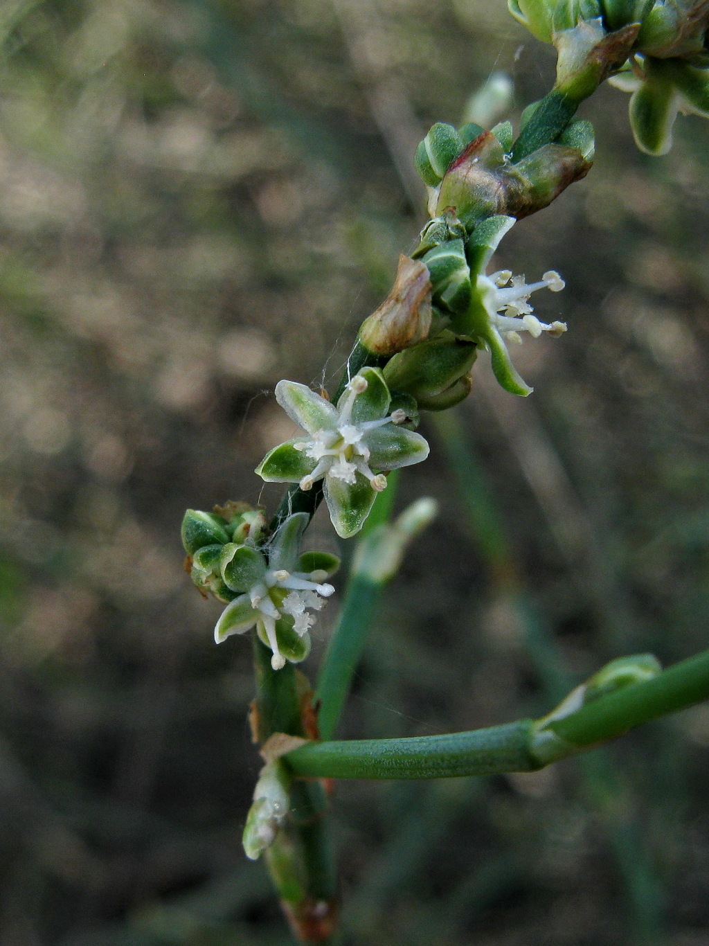 Duma florulenta (hero image)