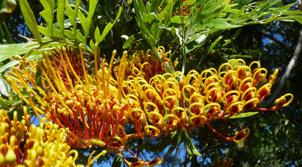 Grevillea robusta (hero image)