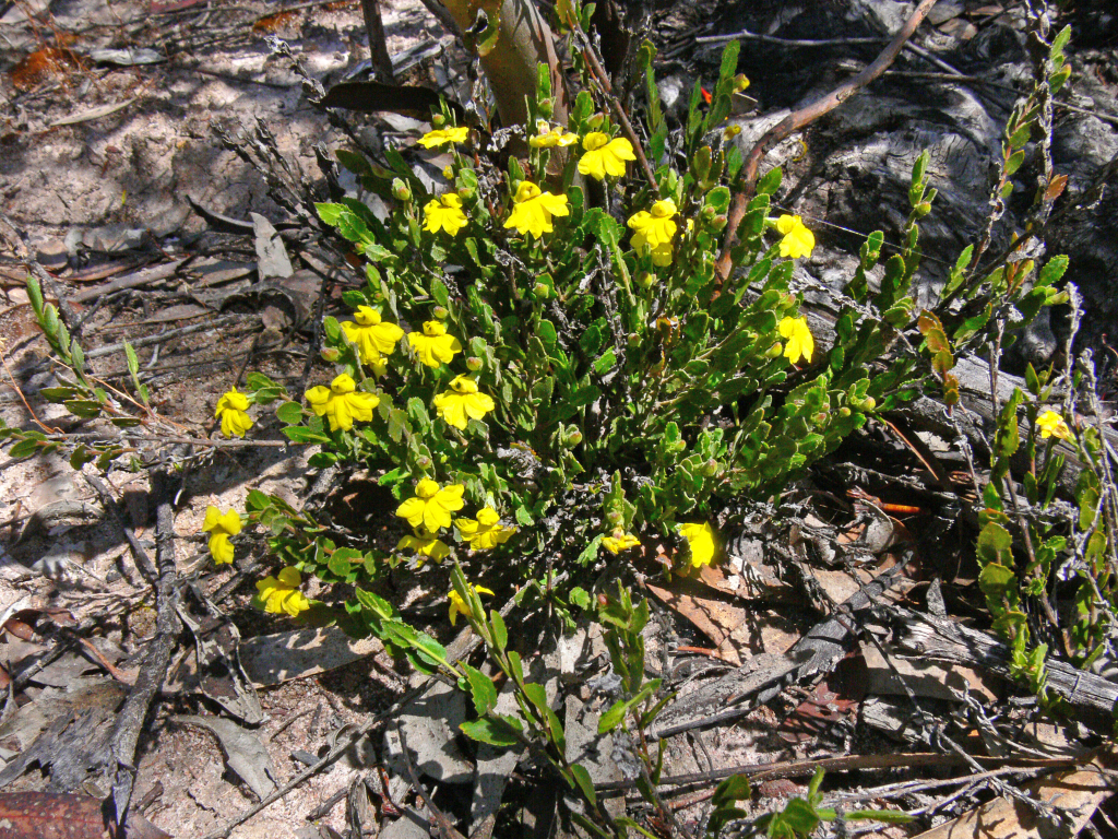 Goodenia benthamiana (hero image)