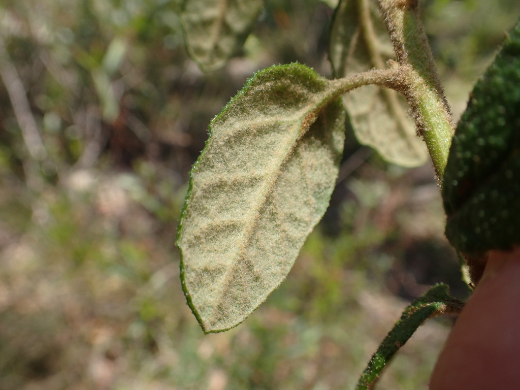 Olearia rugosa subsp. distalilobata (hero image)