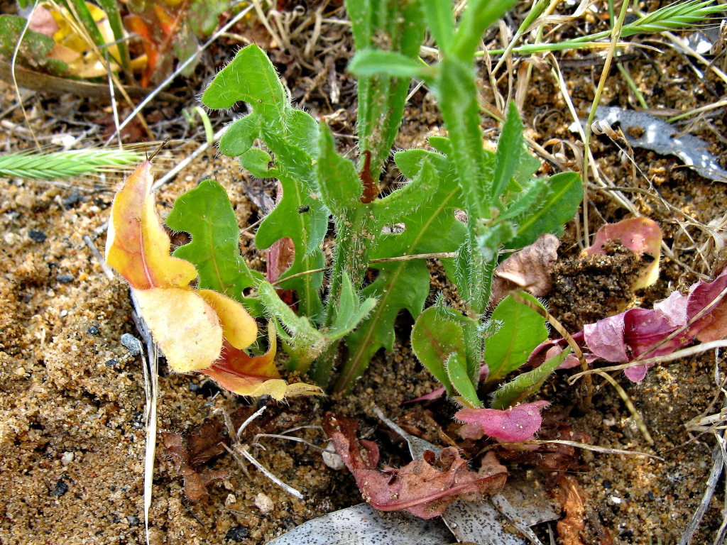 Limonium sinuatum (hero image)