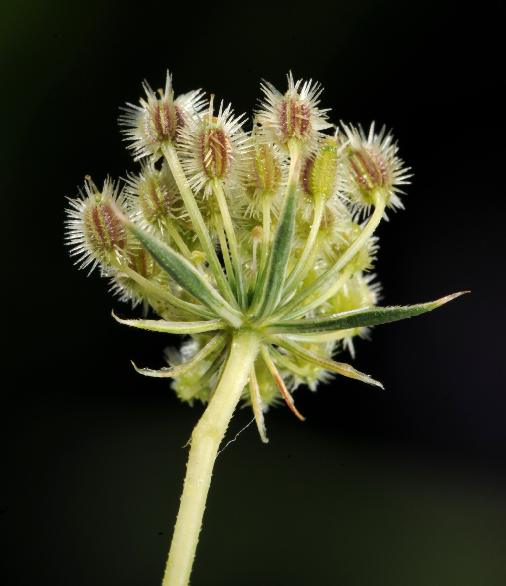 Daucus carota (hero image)