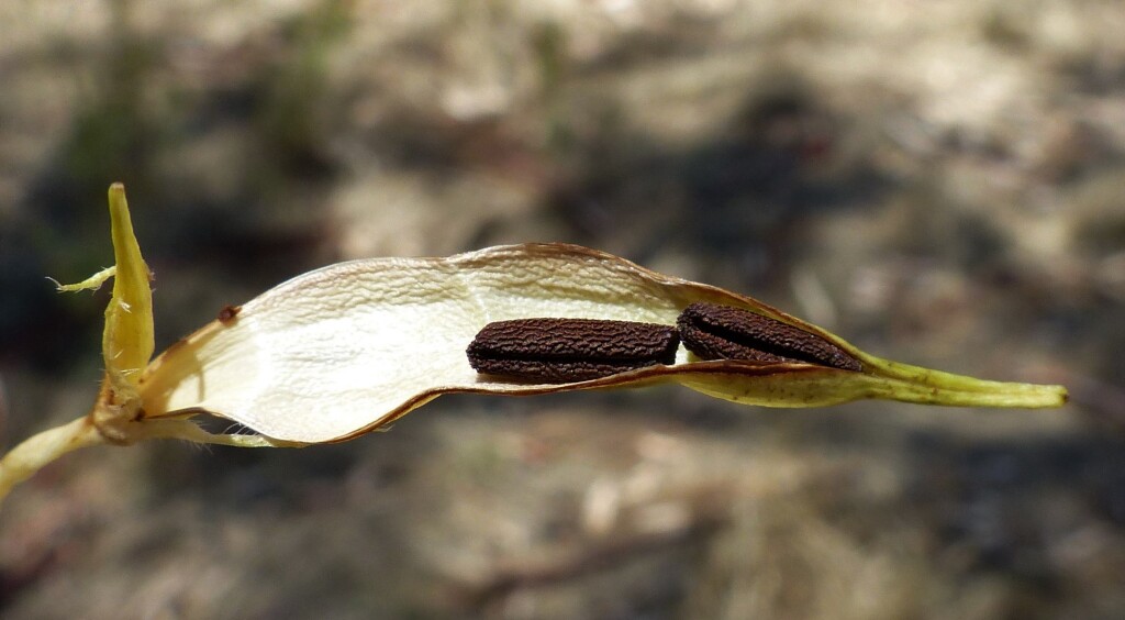 Vinca major (hero image)