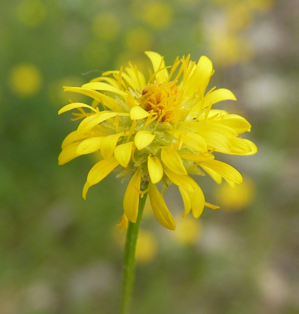 Calotis lappulacea (hero image)