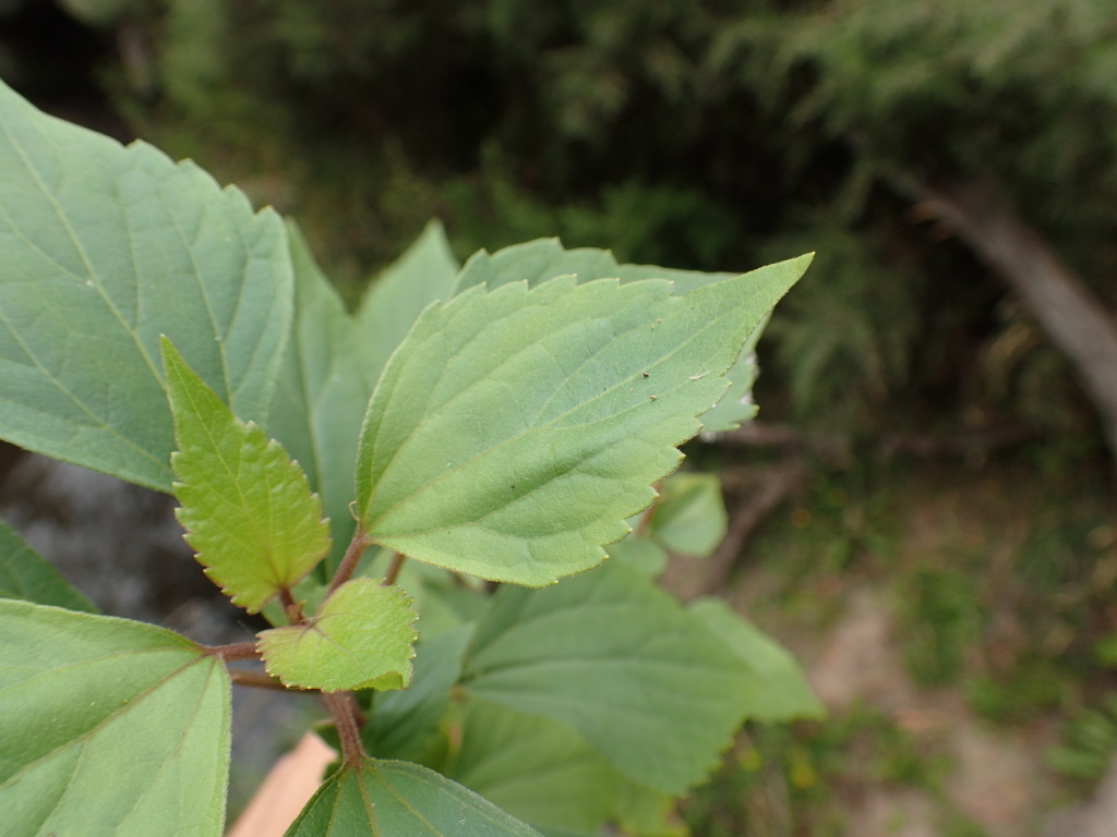 Ageratina adenophora (hero image)