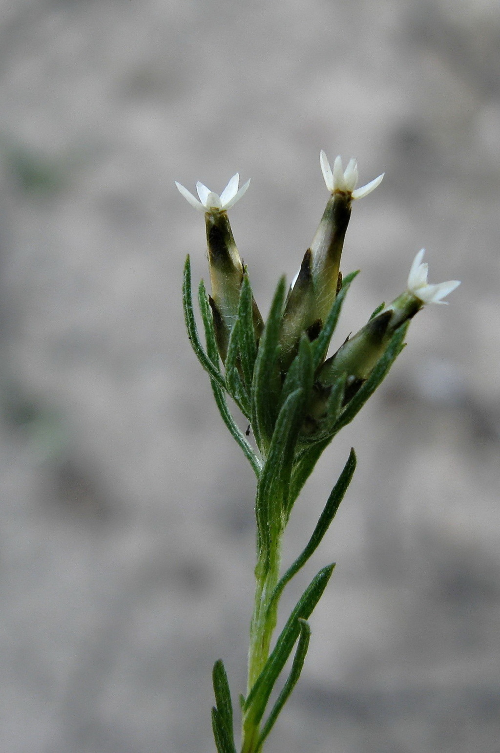 Rhodanthe pygmaea (hero image)