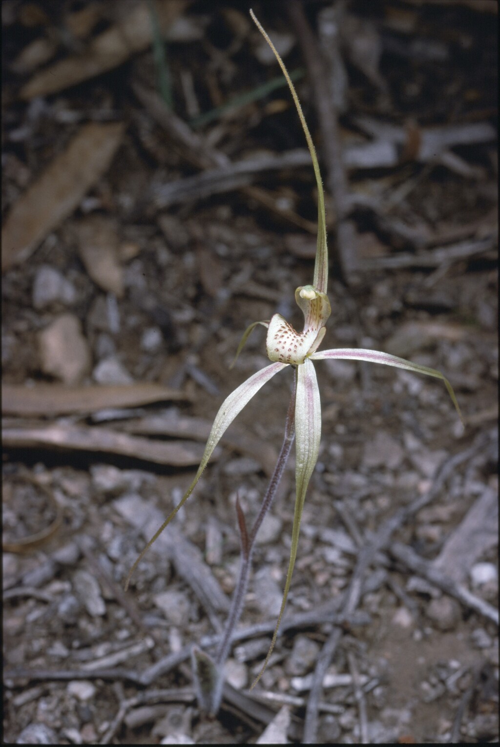 Caladenia audasii (hero image)