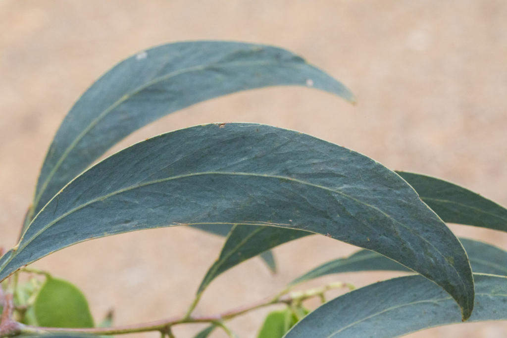 Acacia falciformis (hero image)