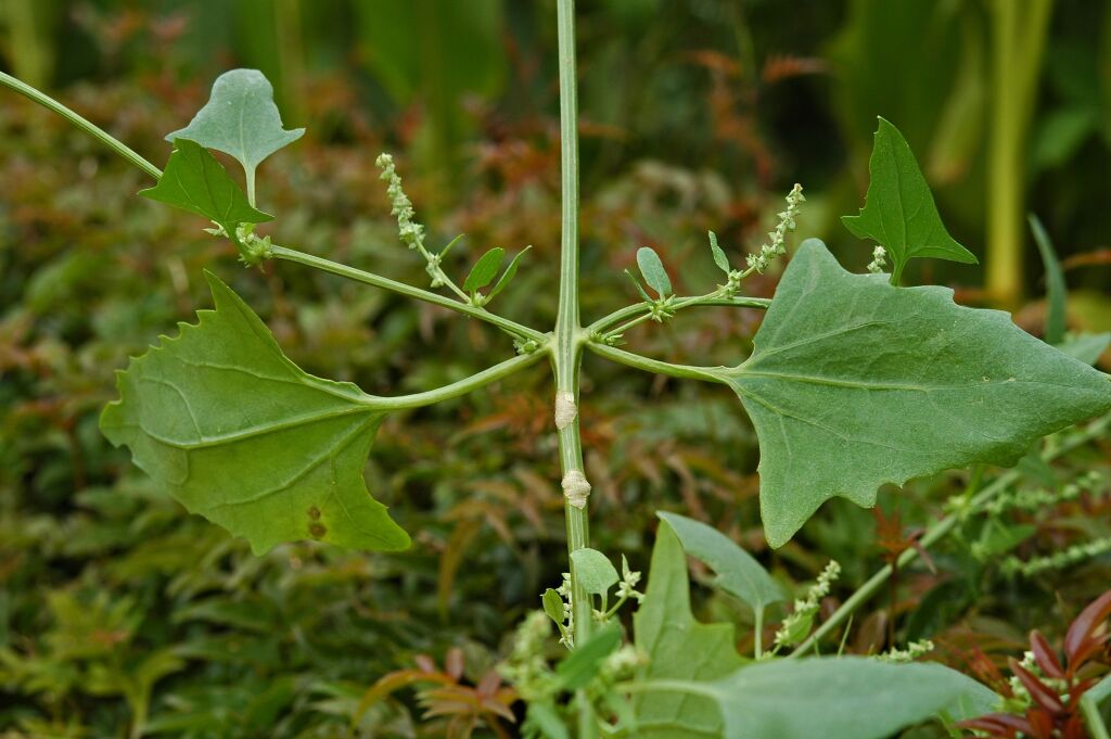 Atriplex prostrata (hero image)