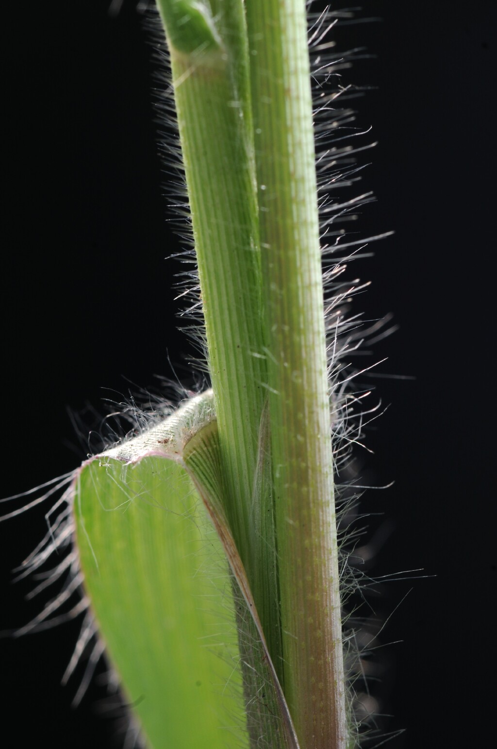 Panicum hillmanii (hero image)