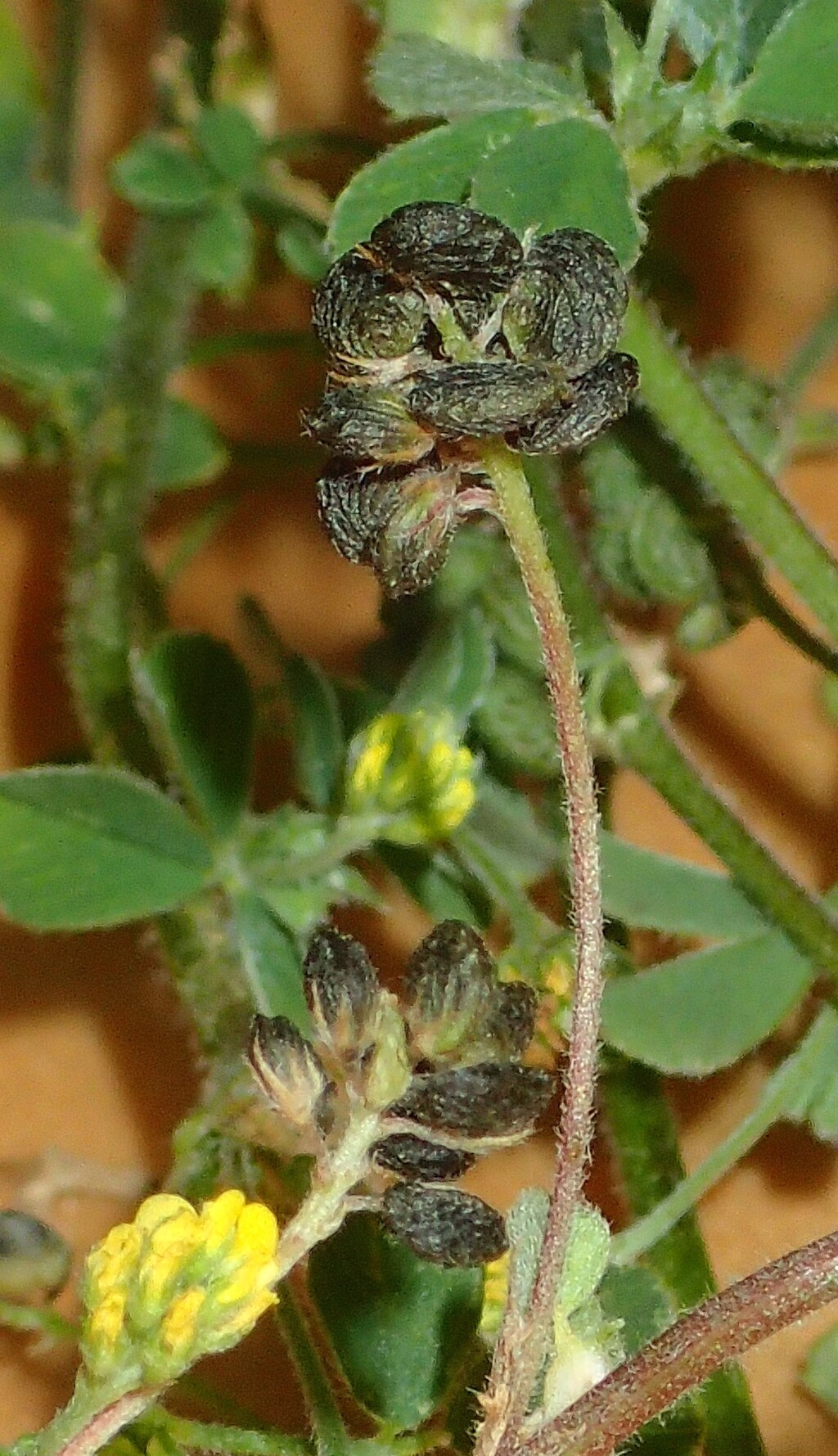 Medicago lupulina (hero image)