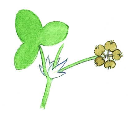 Hydrocotyle capillaris (hero image)