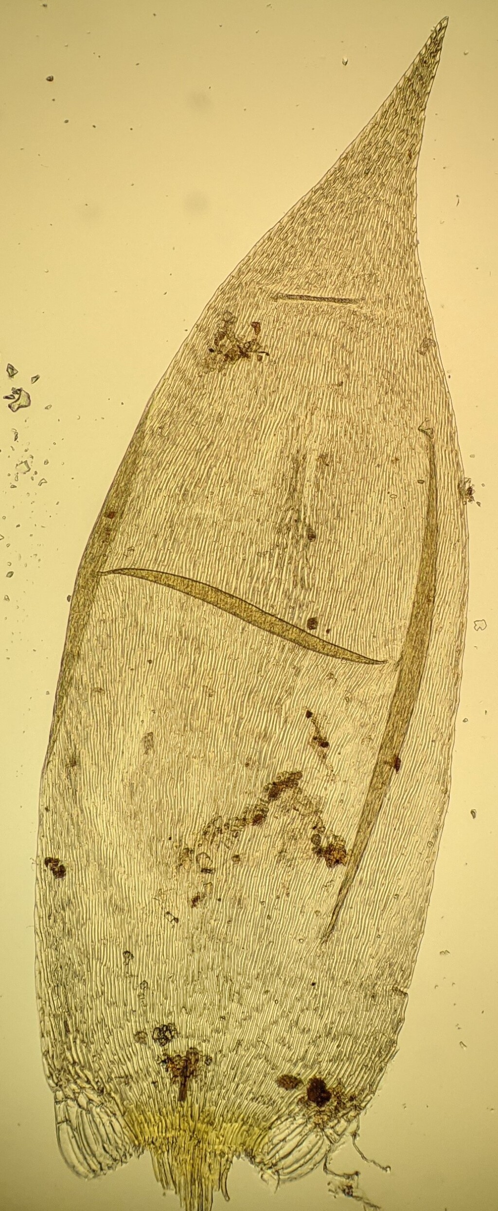 Puccinellia perlaxa (hero image)