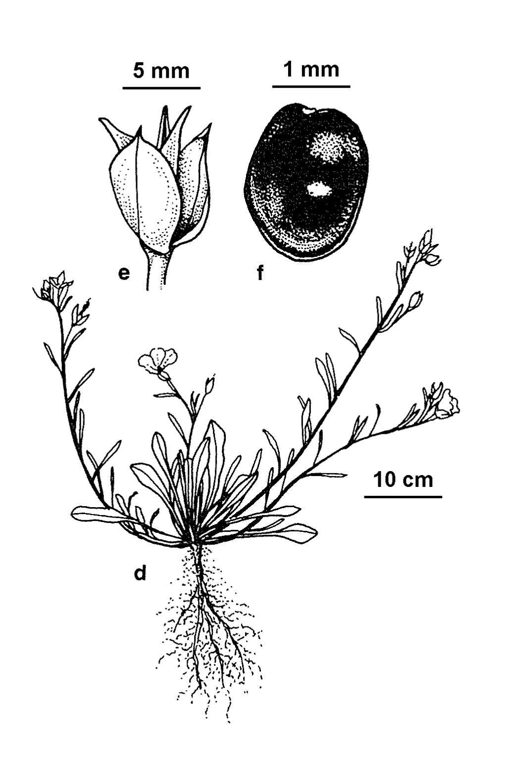 Calandrinia ciliata (hero image)