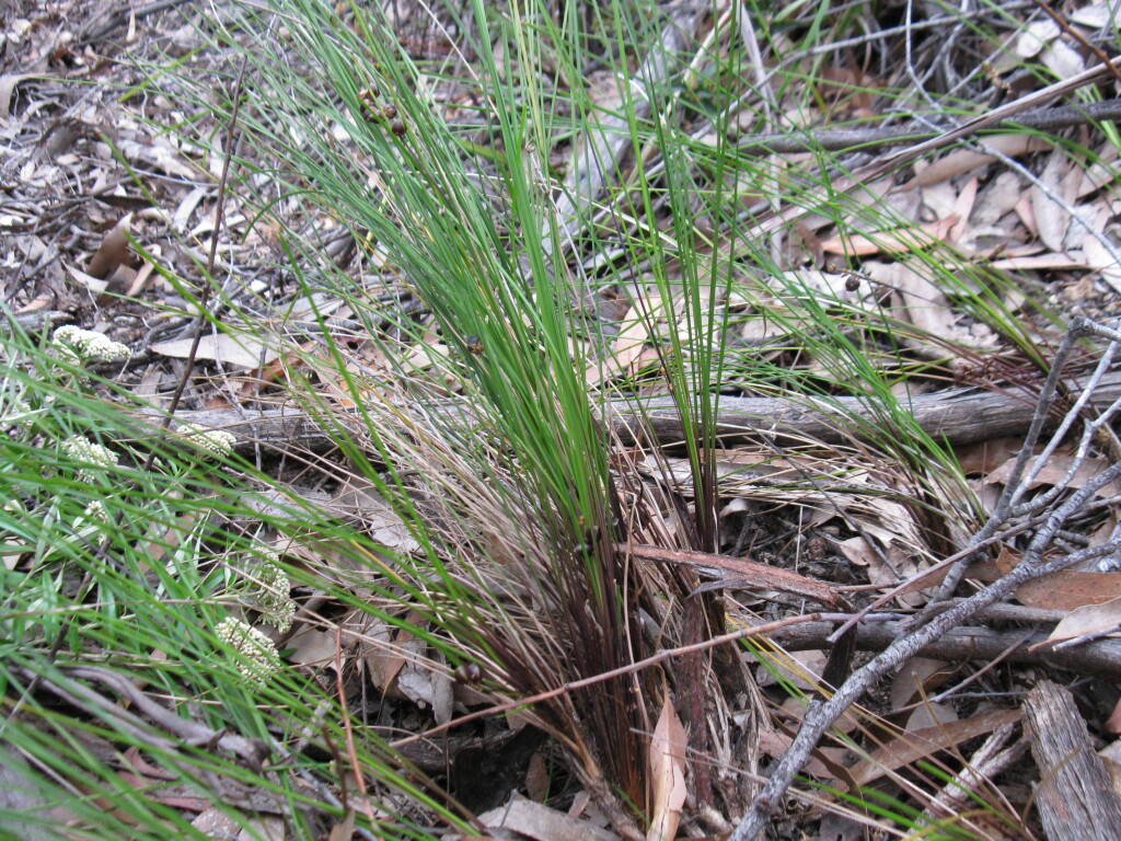 Lomandra confertifolia subsp. leptostachya (hero image)