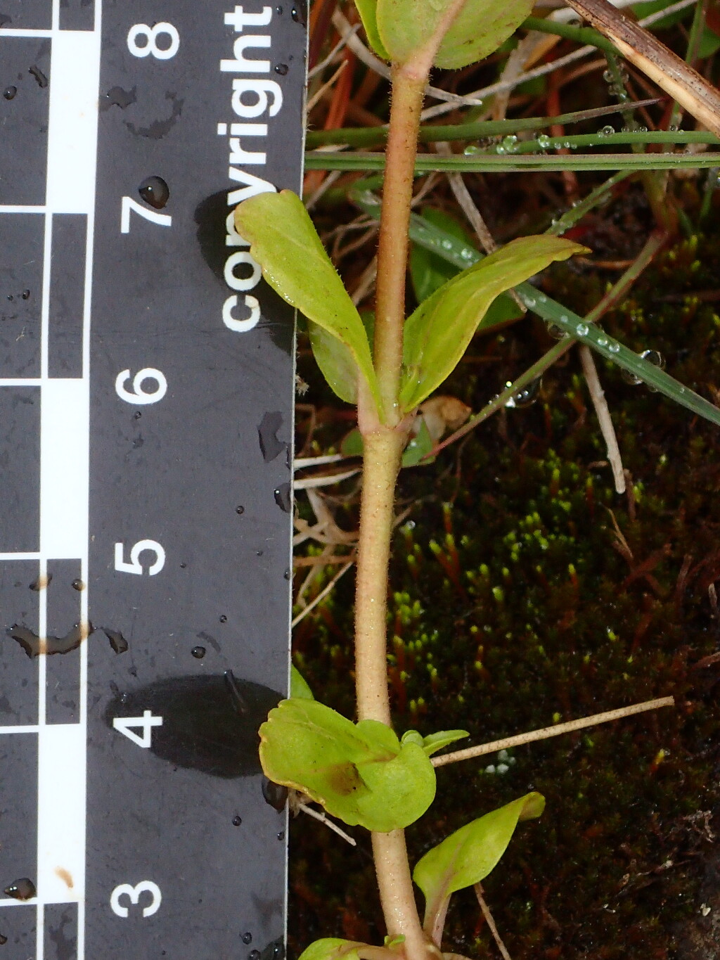 Veronica serpyllifolia (hero image)
