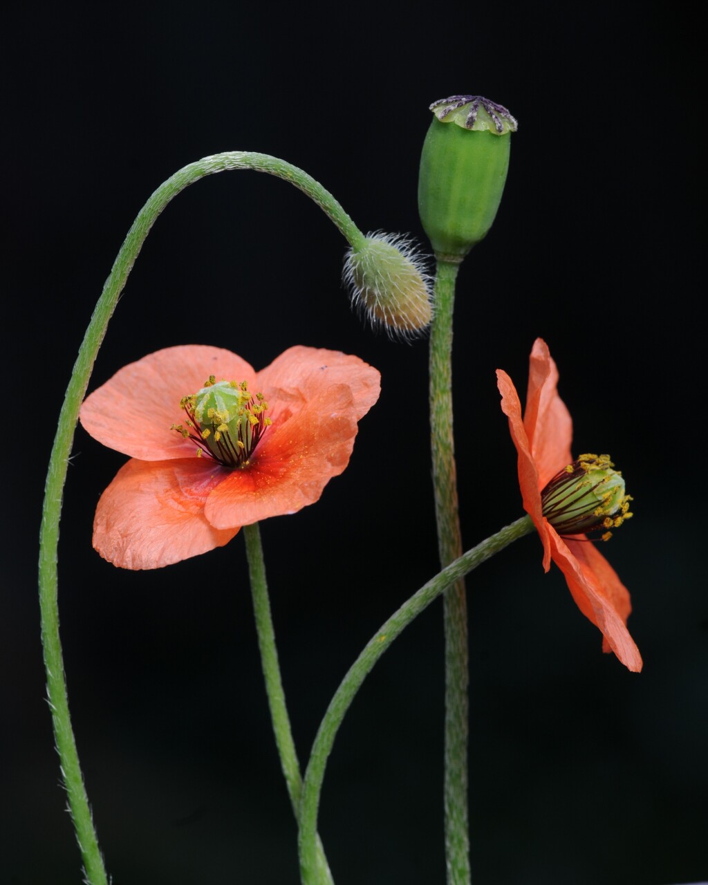 Papaveraceae (hero image)