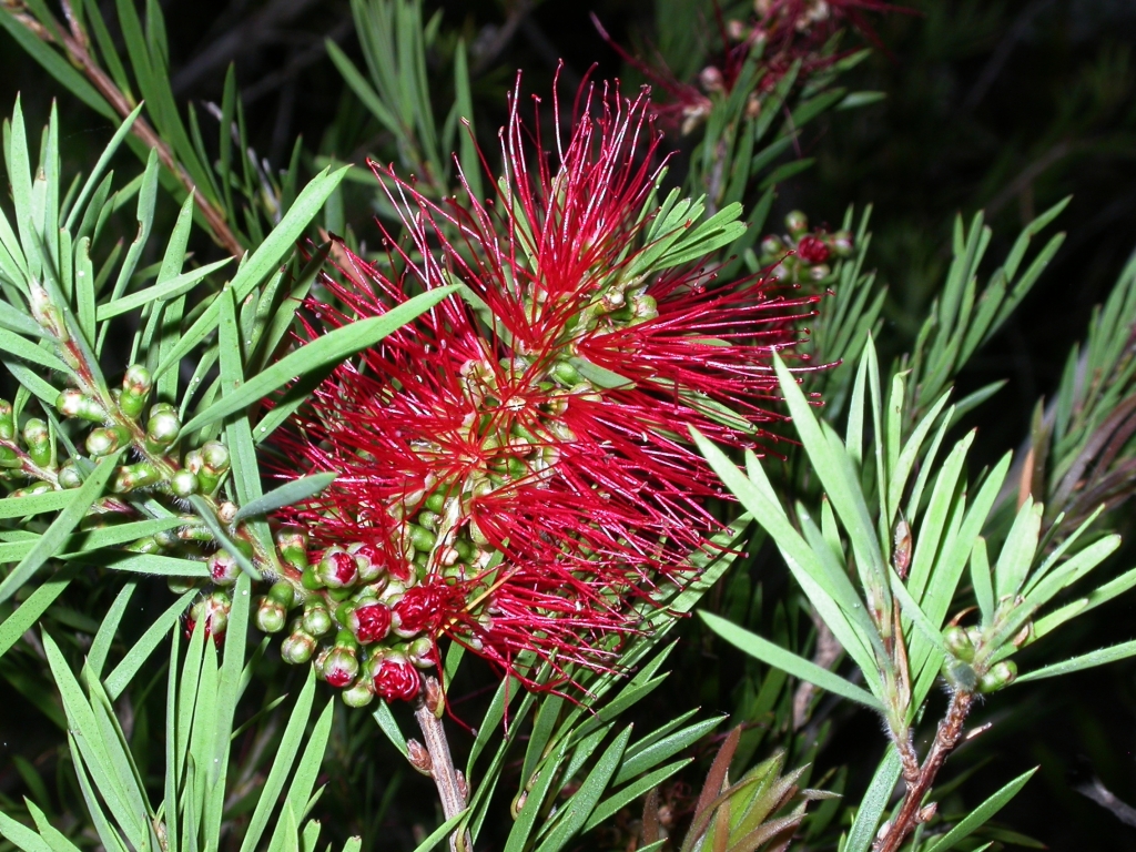 Callistemon subulatus (hero image)