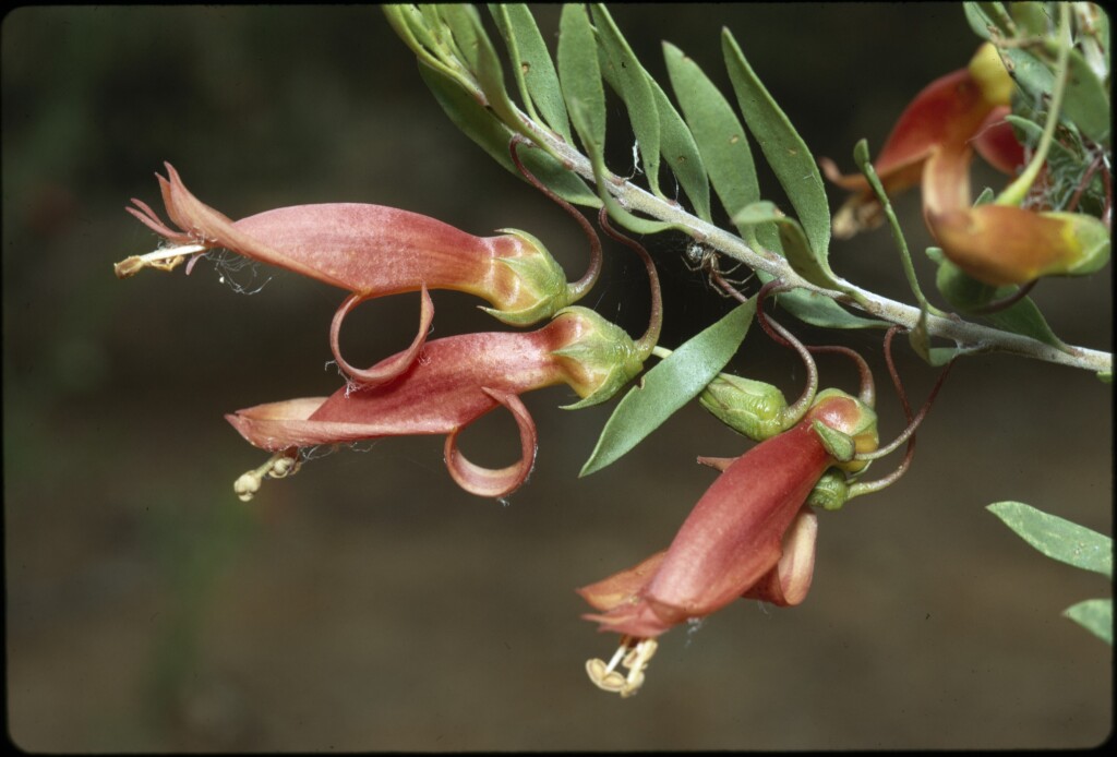 Eremophila maculata (hero image)