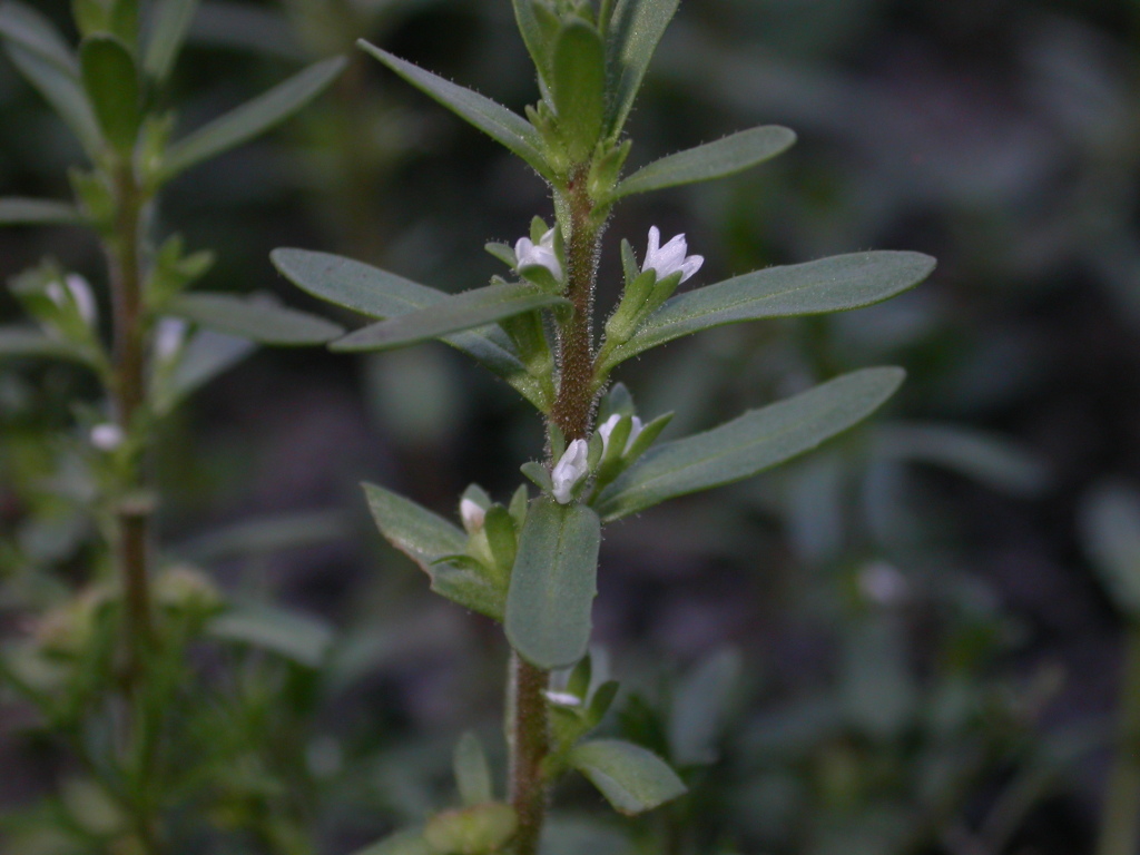 Veronica peregrina (hero image)