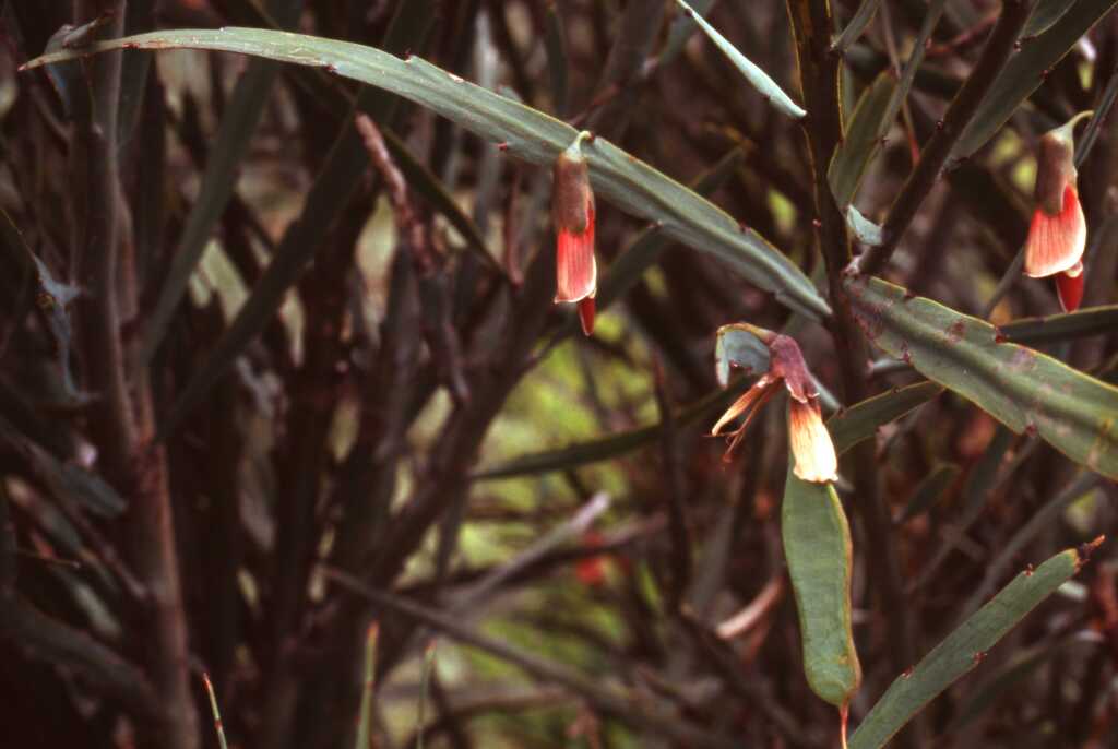 Bossiaea walkeri (hero image)