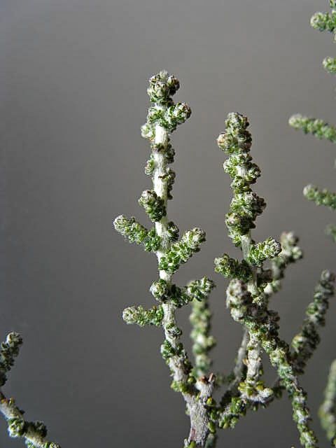 Olearia lepidophylla (hero image)