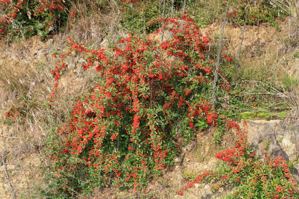 Pyracantha (hero image)