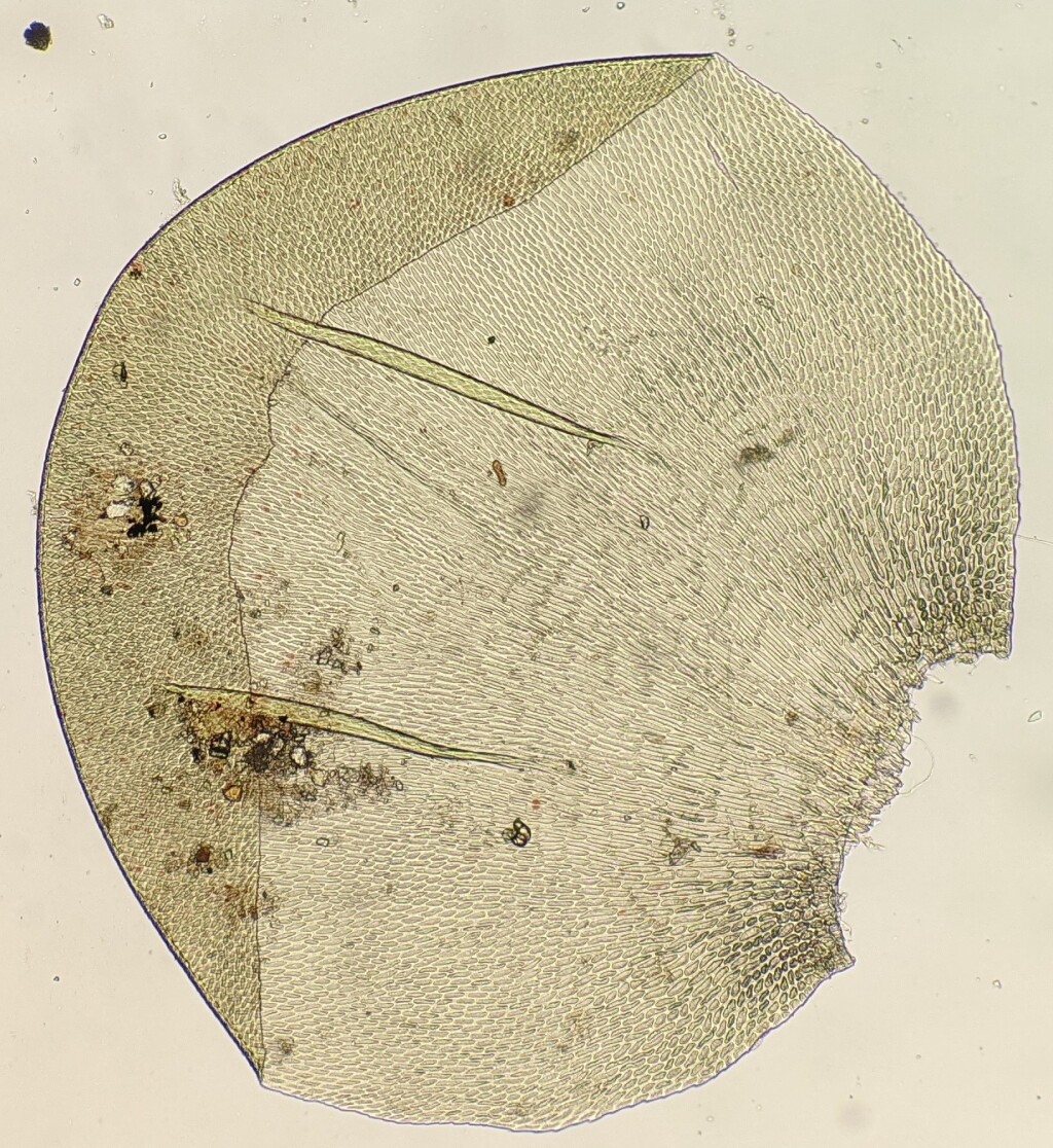 Lembophyllaceae (hero image)