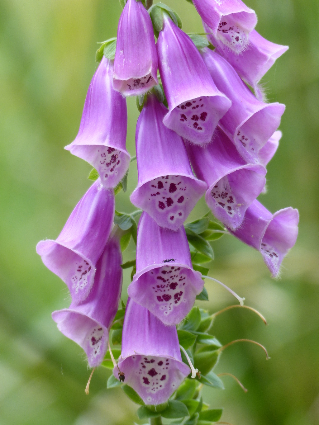 Digitalis purpurea (hero image)