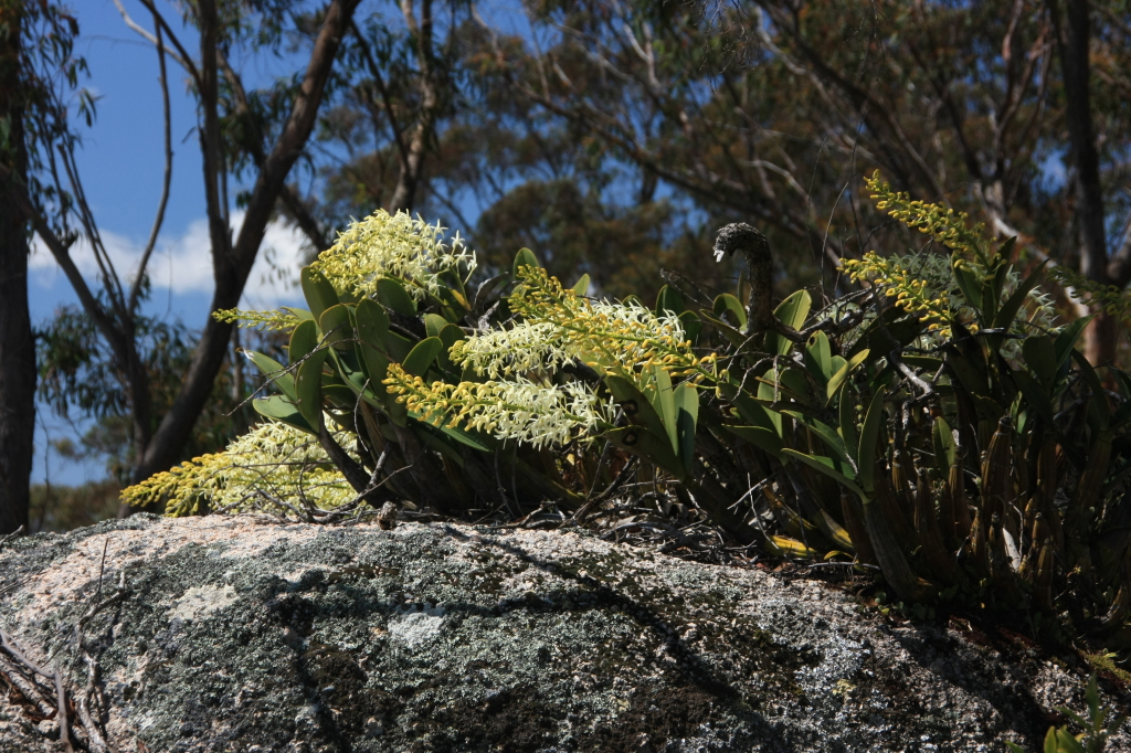 Dendrobium speciosum (hero image)