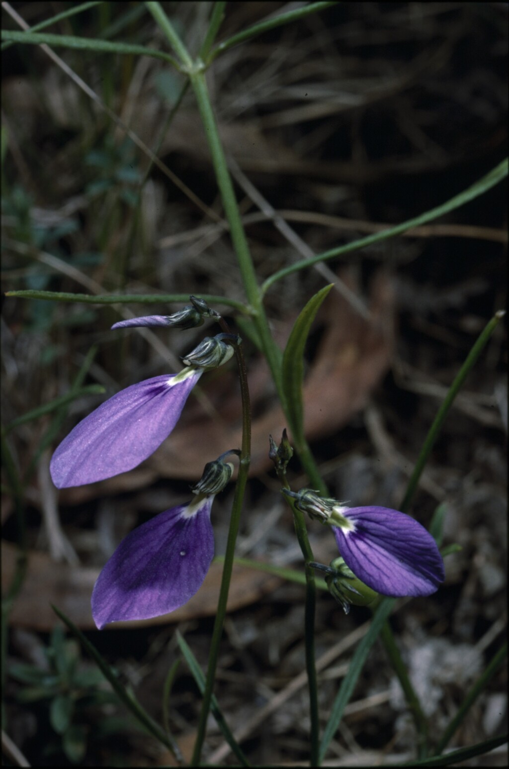 Pigea monopetala (hero image)