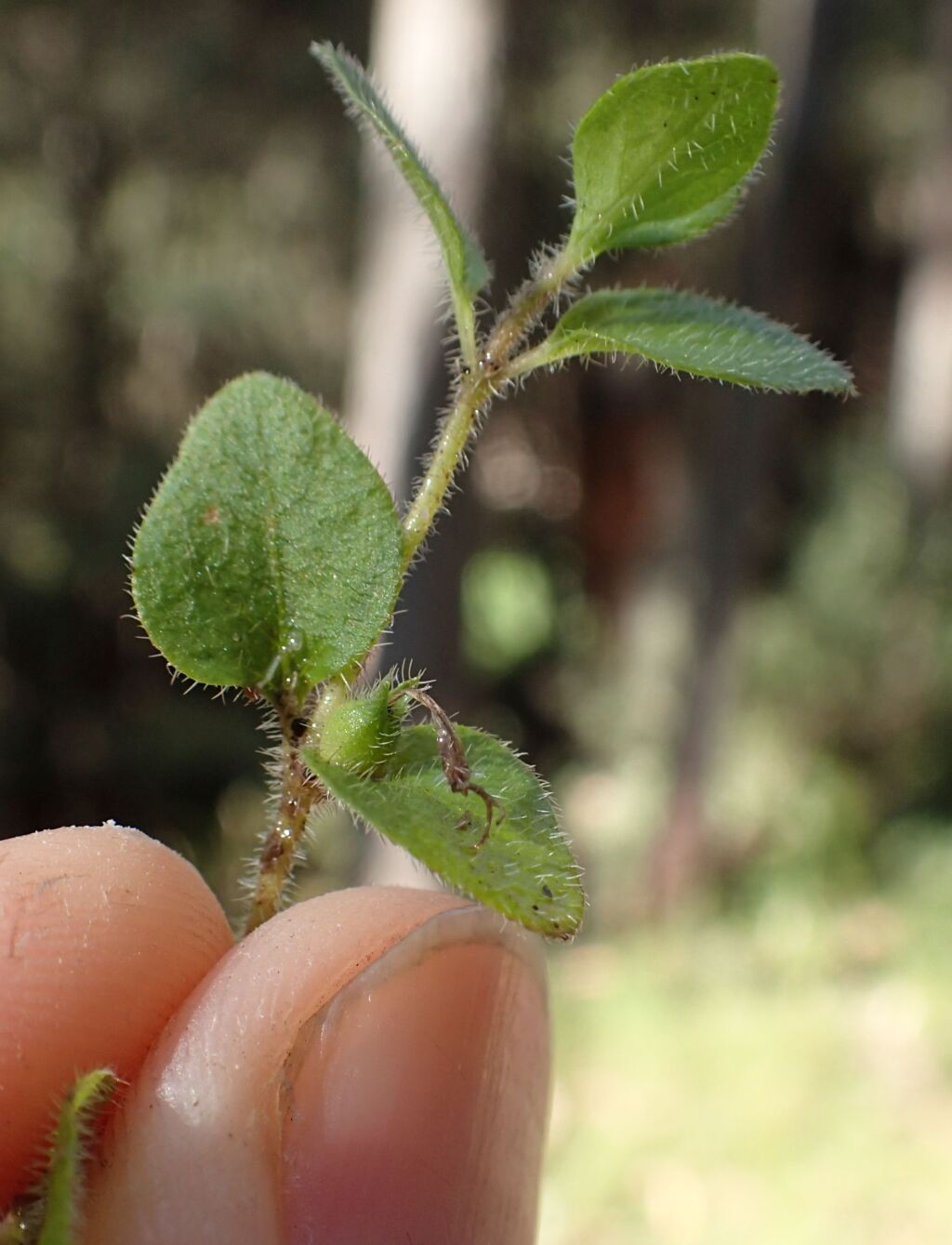 Leptostigma (hero image)