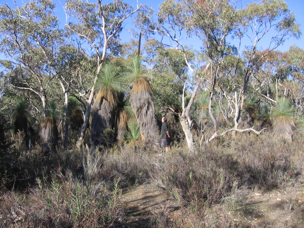 Xanthorrhoea glauca subsp. angustifolia (hero image)