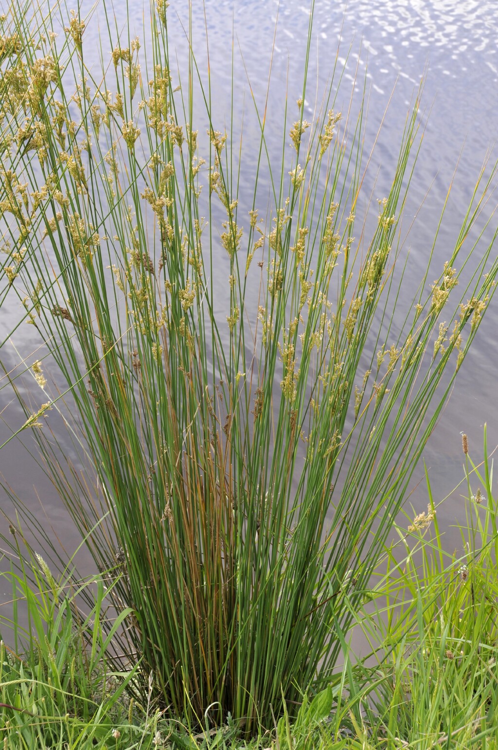 Juncus sarophorus (hero image)
