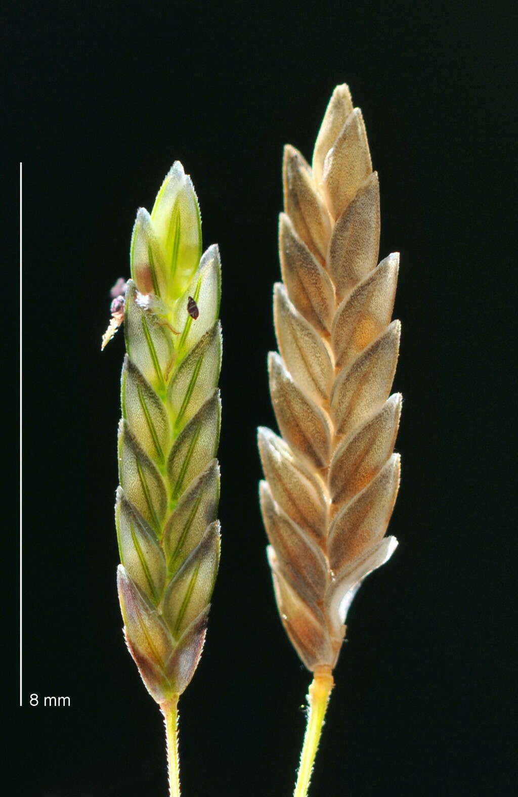 Eragrostis brownii (hero image)