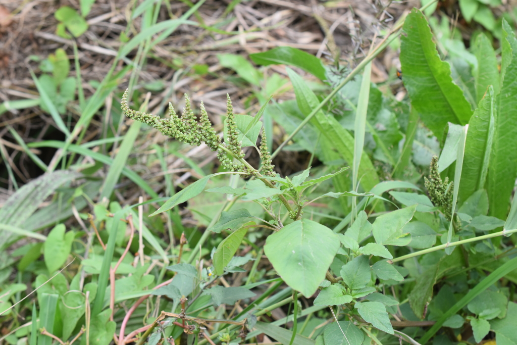 Amaranthus viridis (hero image)