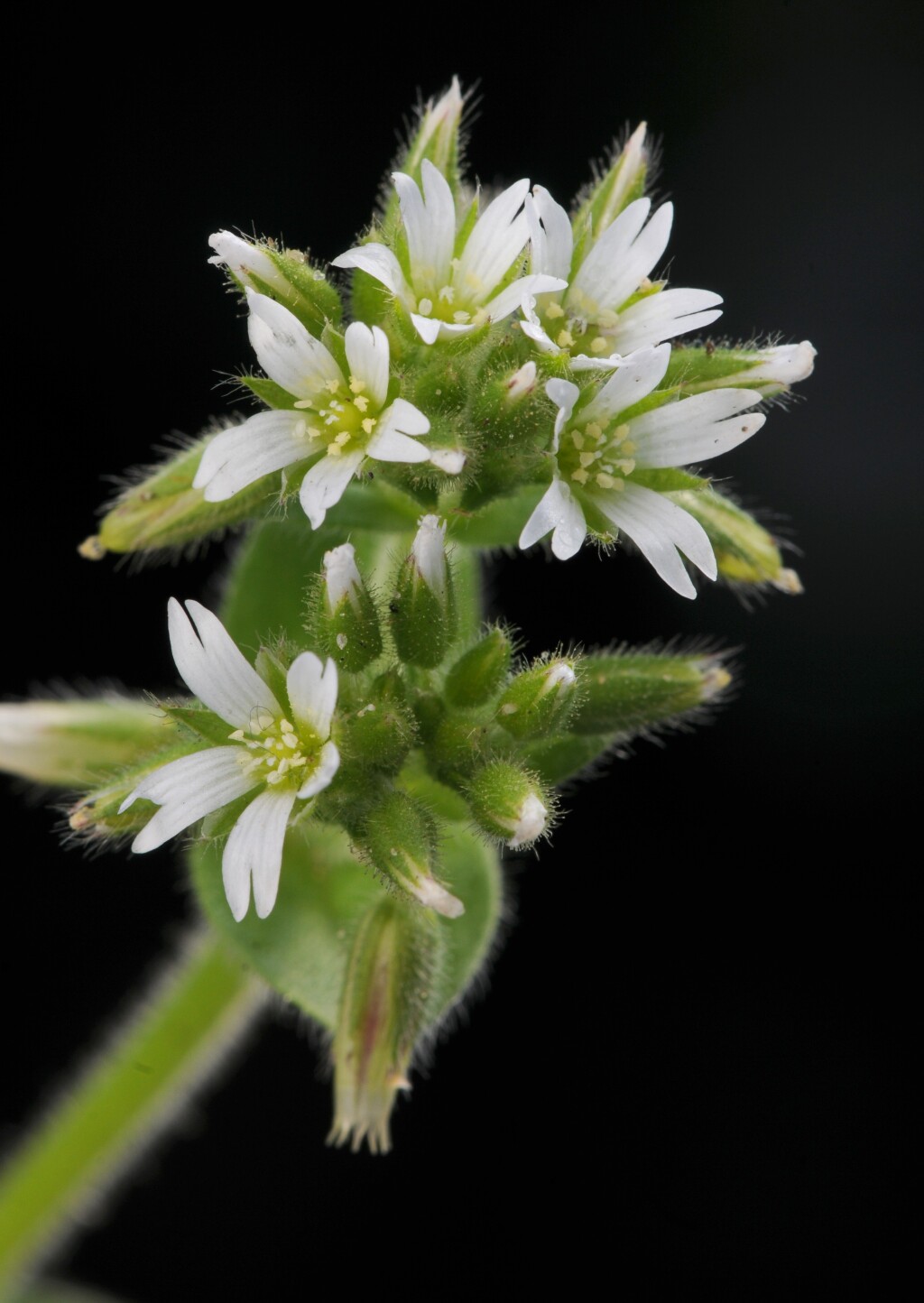 Cerastium glomeratum (hero image)