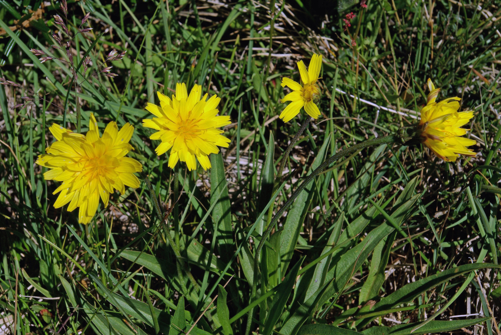 Microseris lanceolata (hero image)