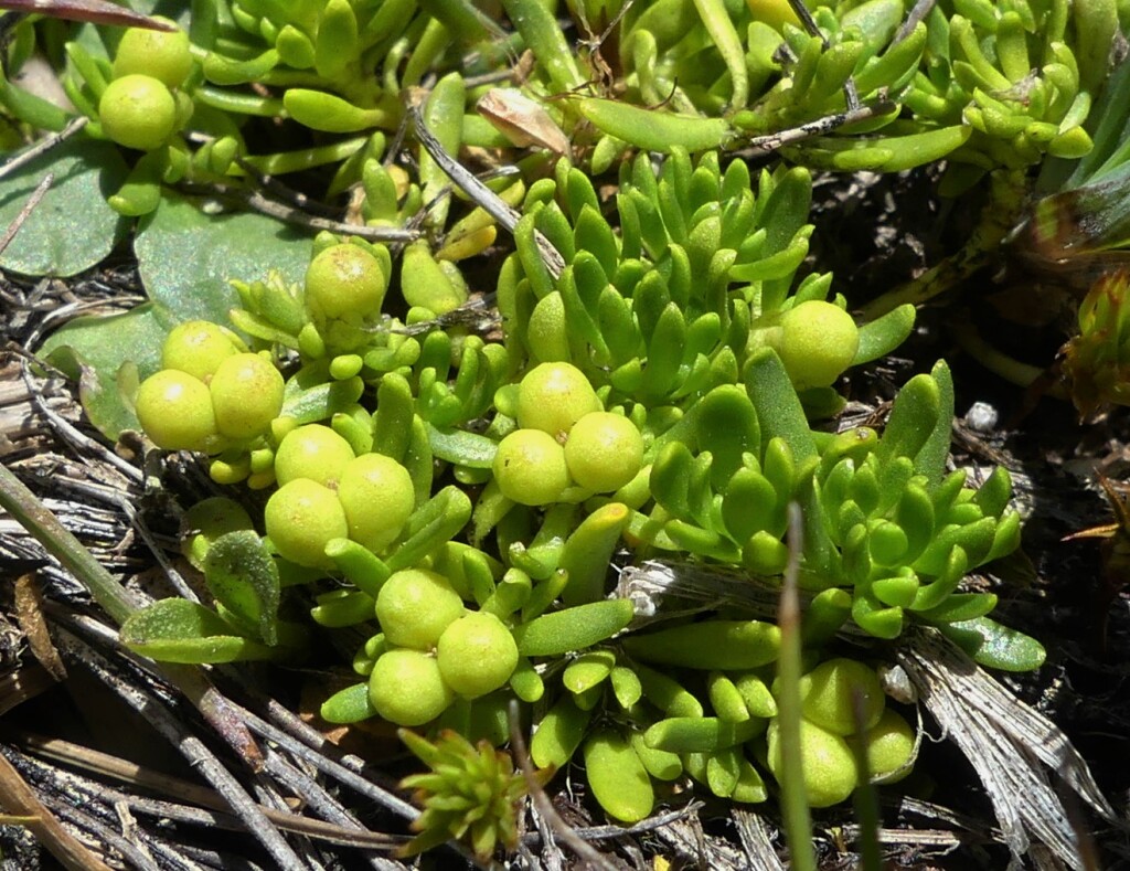 Stackhousia pulvinaris (hero image)